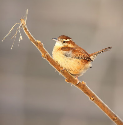 Carolina Wren  --  Troglodyte De Caroline