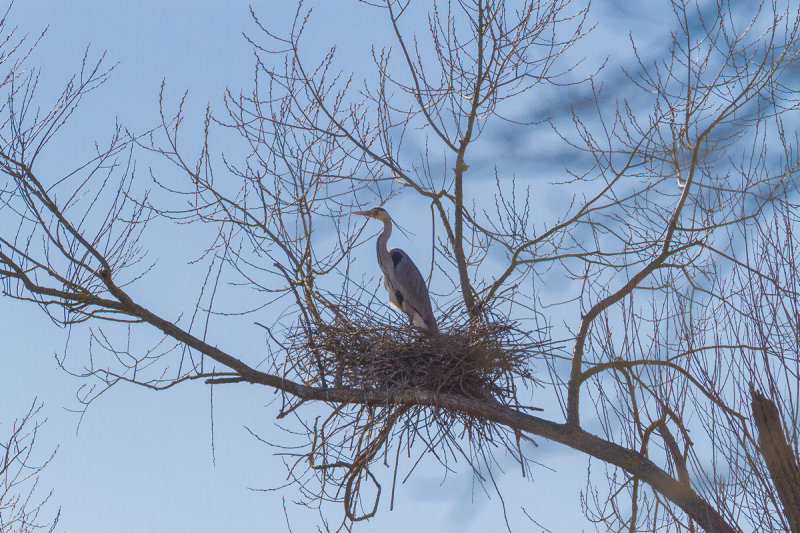 Great Blue Heron Nest