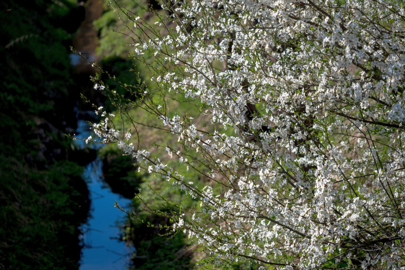 Blossoms