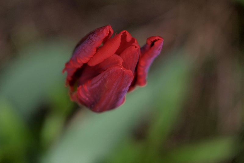 Parrot Tulip