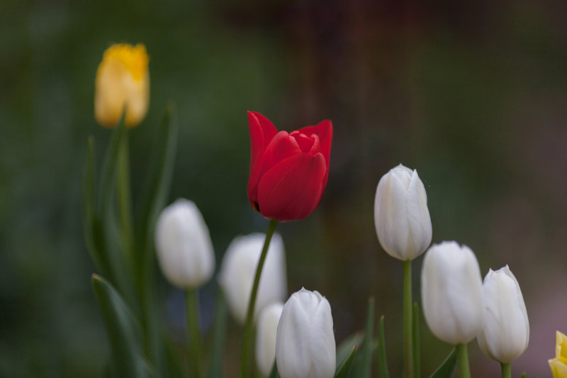 Red Standout