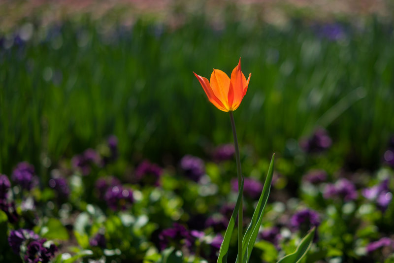 Lonely Orange