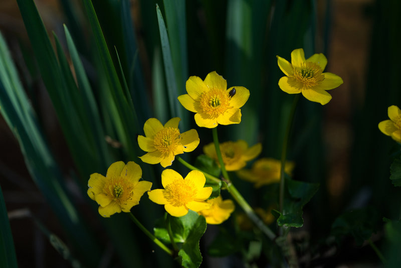 Marsh Marigold