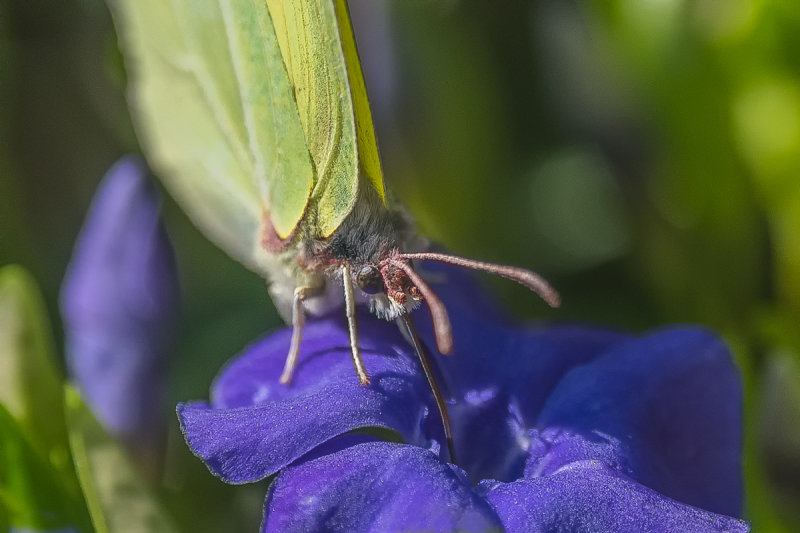 Common Brimstone