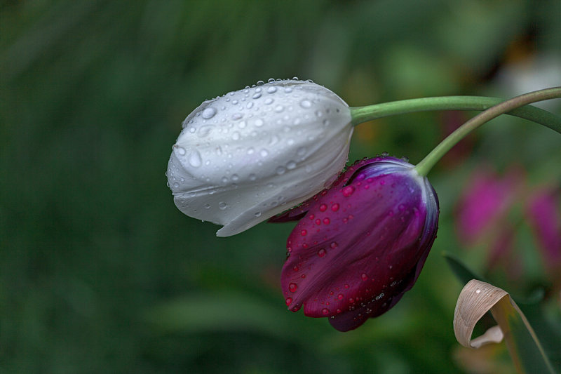 Rain Kiss