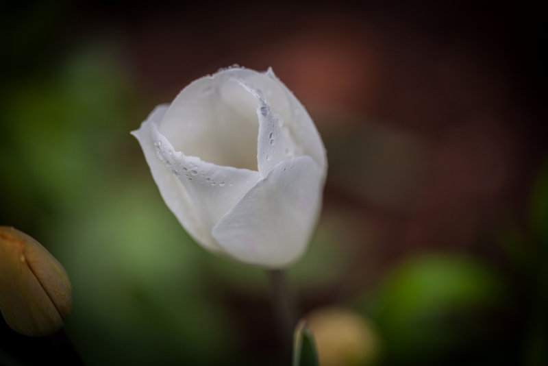 White and Wet