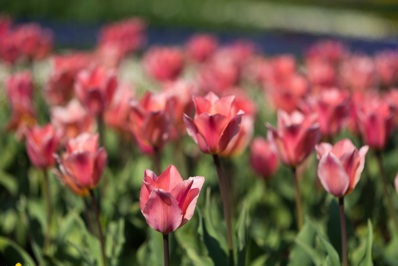 Pink Crowd