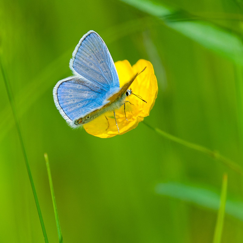 Blue on Buttercup