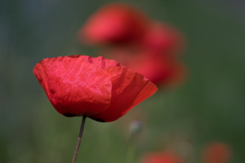 Poppies in the Field