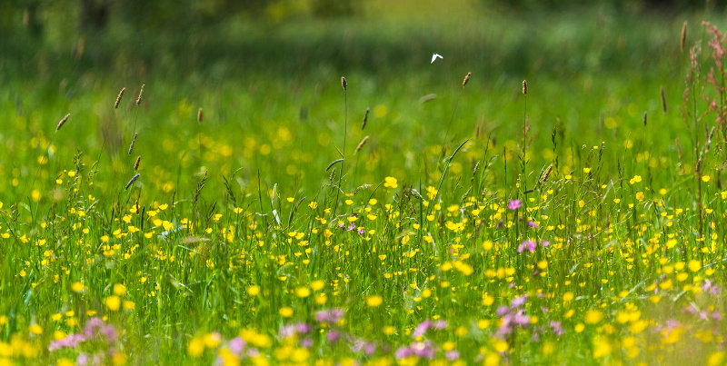 Wild Flowers in the Field