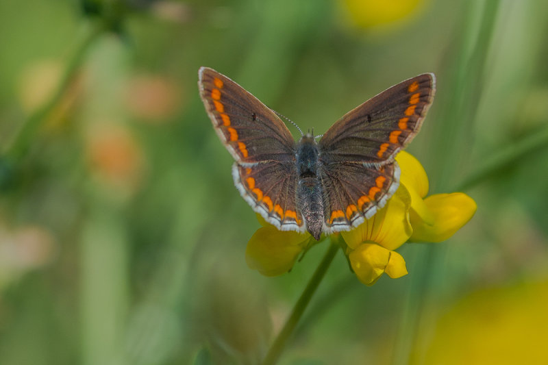  Brown Argus 