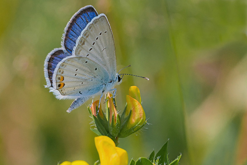 Short Tailed Blue