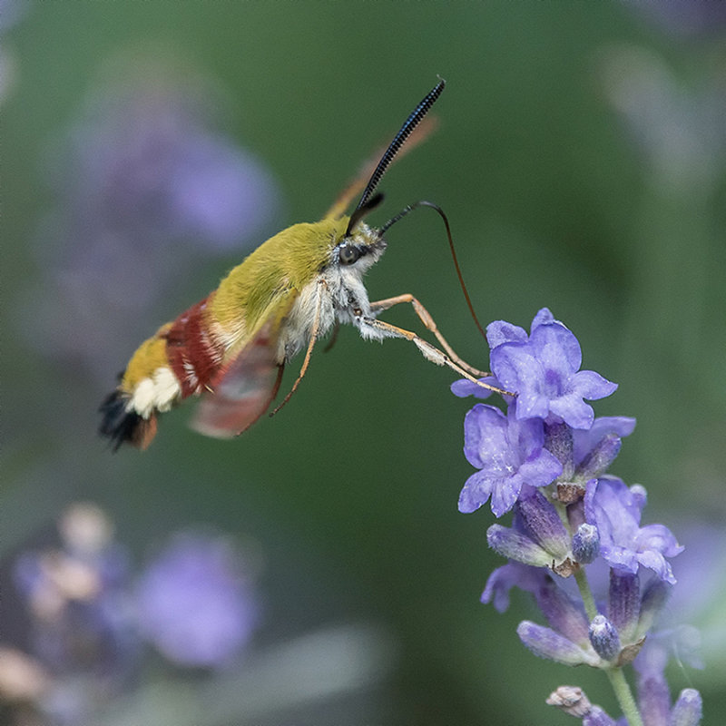 Broad-Bordered Bee Hawk-Moth