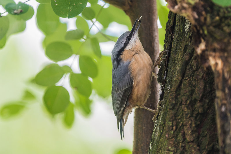 Eurasian Nuthatch