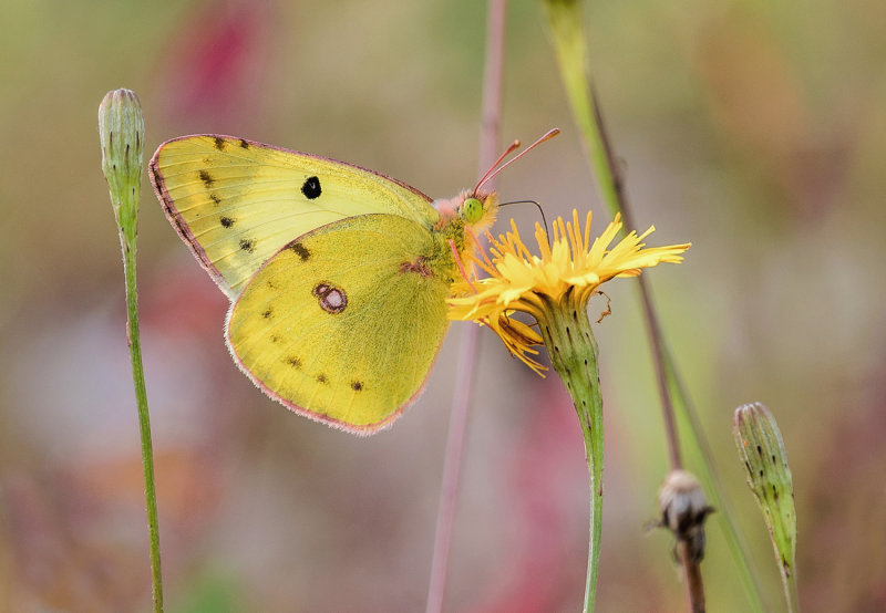 Clouded Yellow 