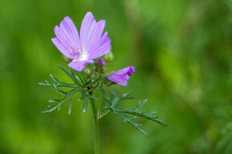 Mallow