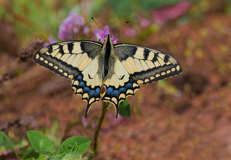 Old World Swallowtail