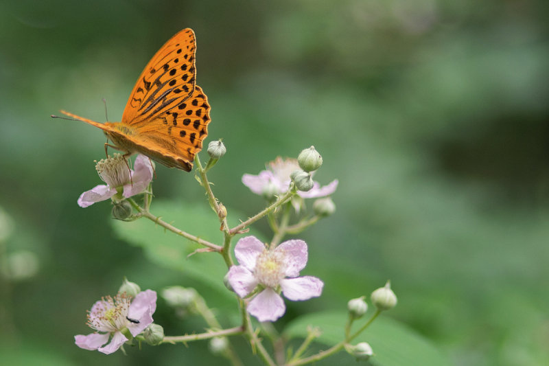 Silver-Washed Fritillary on Black Berry Blossoms