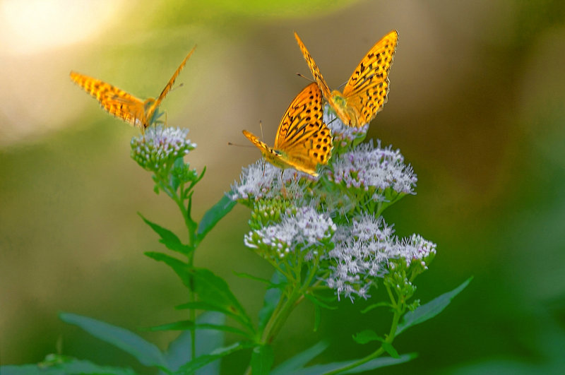 Trio Silver-Washed Fritillary