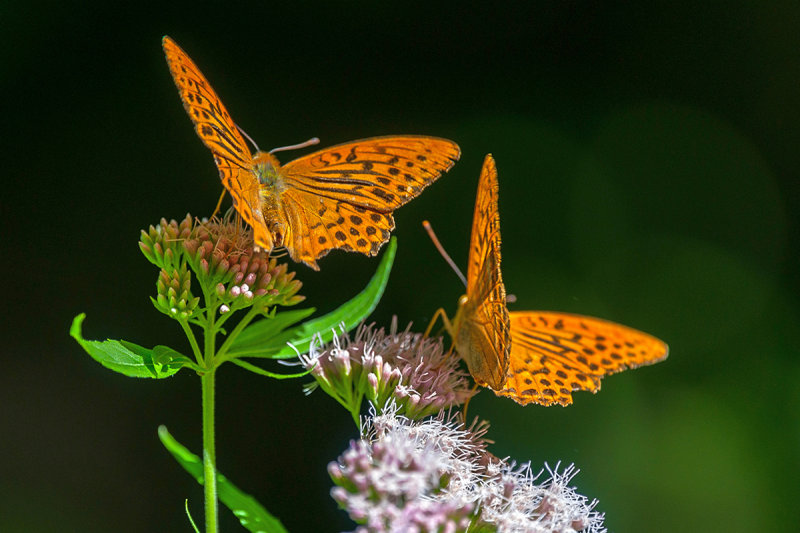 Duo Silver-Washed Fritillary  