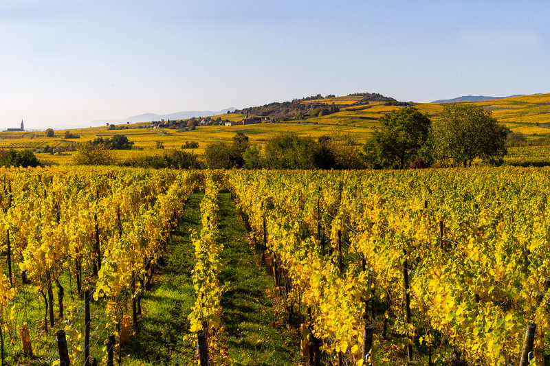 Alsace Vineyards in Autumn