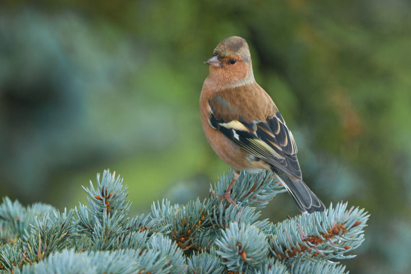 Common Chaffinch 