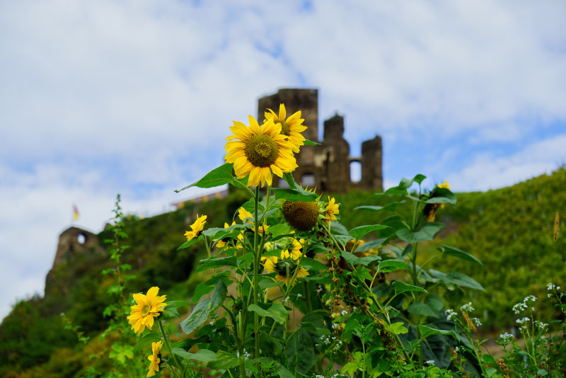 Sunflowers and Ruine