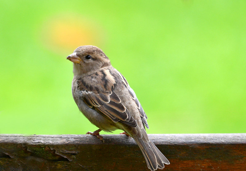 One of our House Sparrows