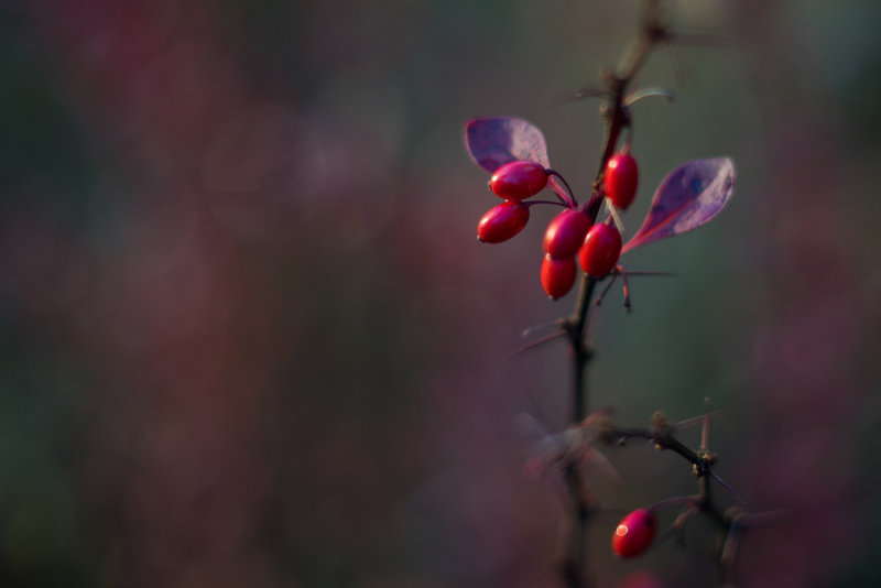 Red Glow