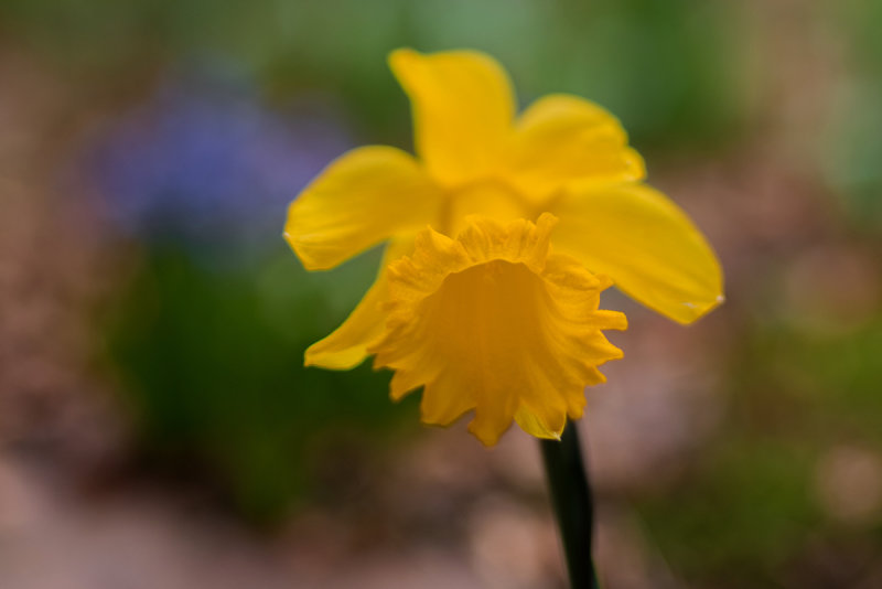 Daffodil 