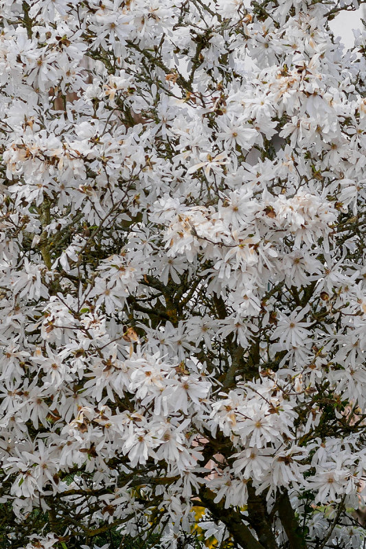 Star Magnolia Full Out 