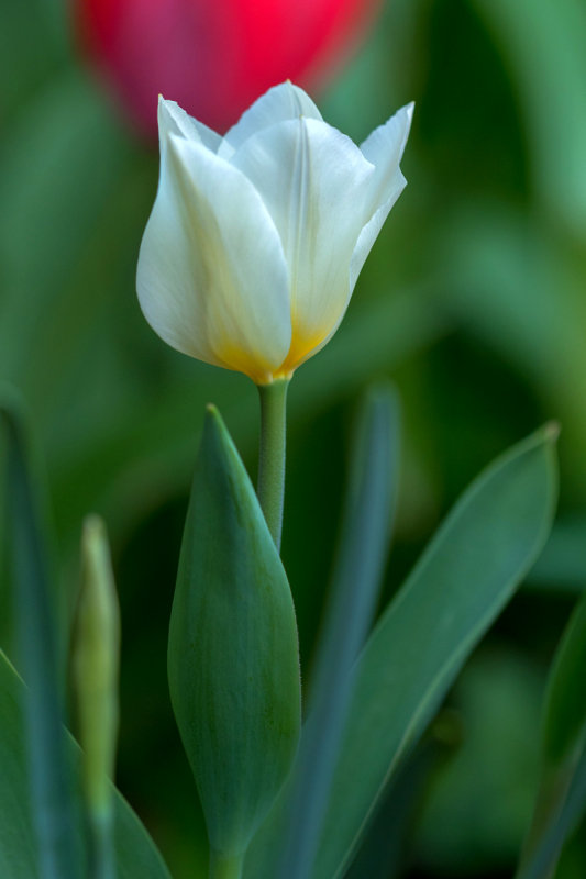 White and Tall