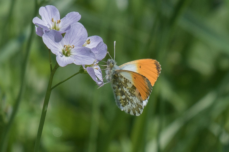 Orange Tip/Aurora Butterfly