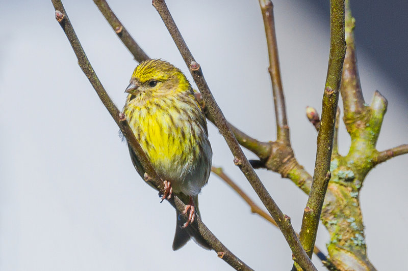 European Serin