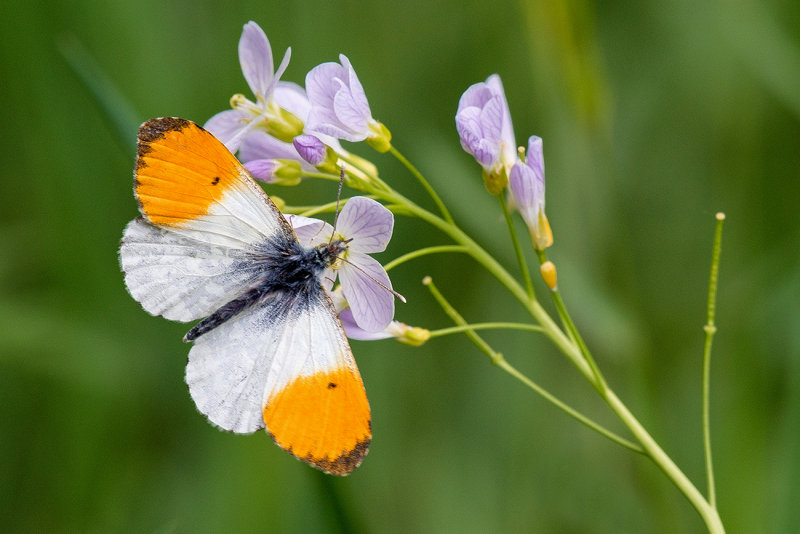 Orange Tip/Aurora Butterfly