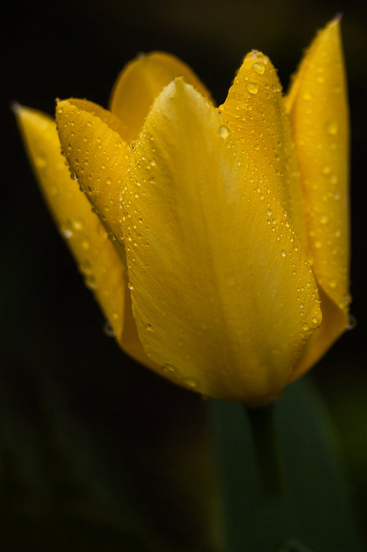 Rain Tulip