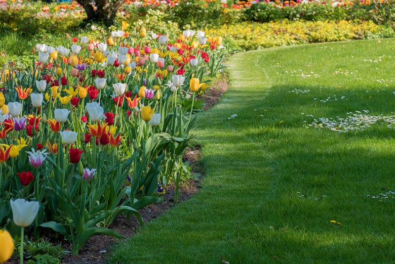 Park Tulips