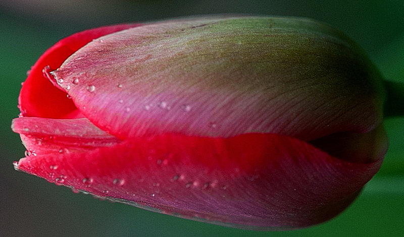 Just a Tulip