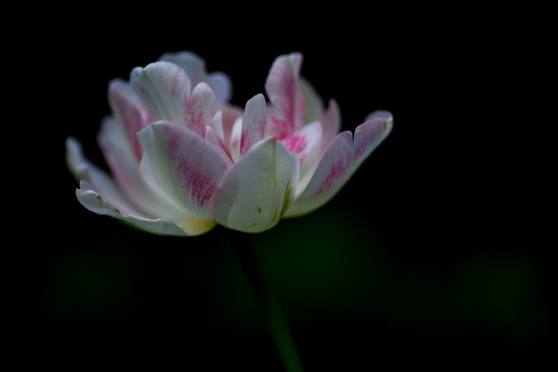 Double Tulip 