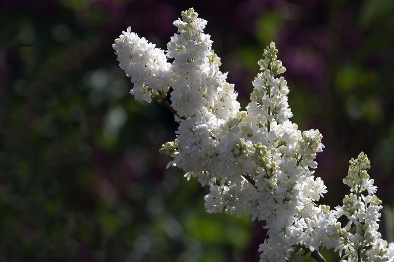 White Lilac