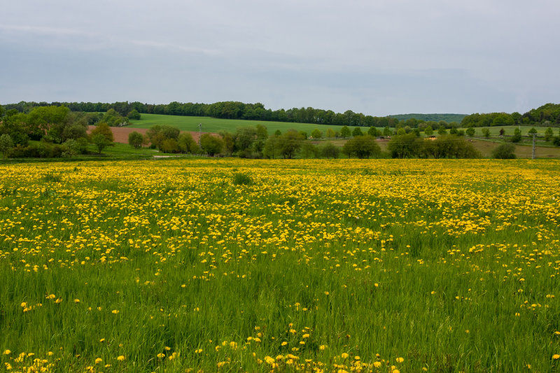 Field full of Dandelions