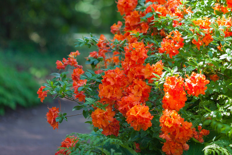 Rhododendron in Orange