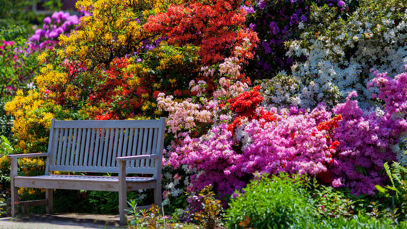 Rhododendron Bench