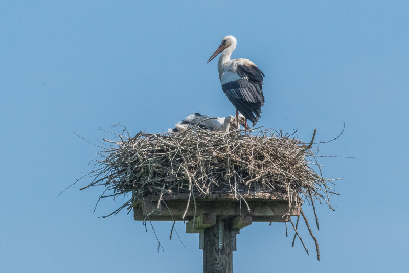 Mom Stork and Three Young Ones
