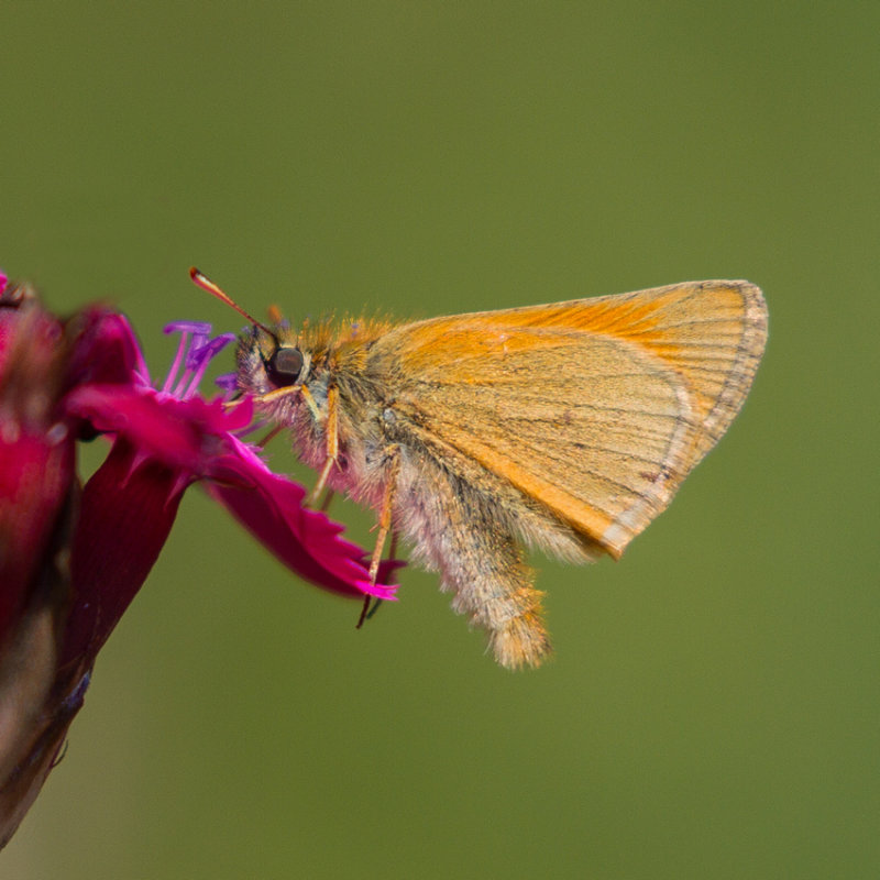Essex Skipper and other Skippers