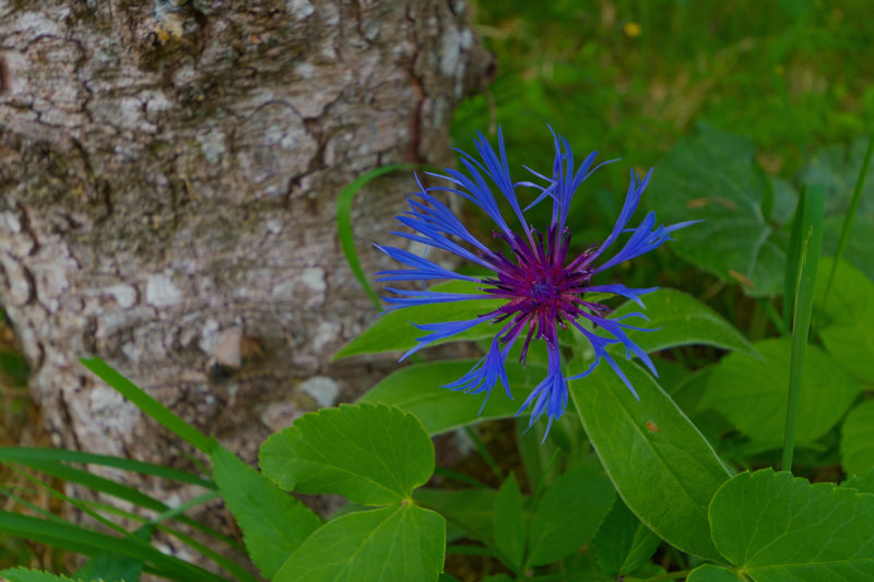 Mountain Cornflower