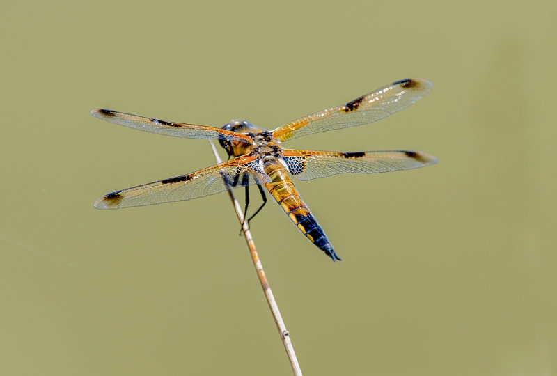 Four spotted Chaser (Female)