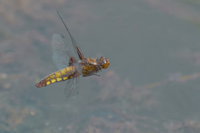 Broad Bodied Chaser 