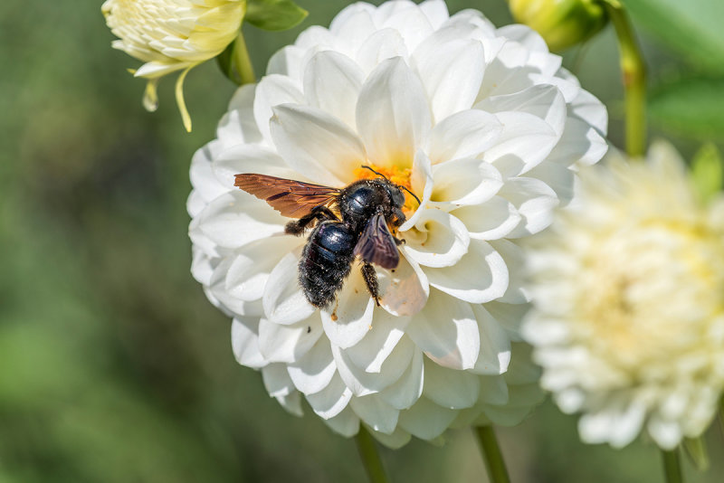 Carpenter Bee on Dahlia