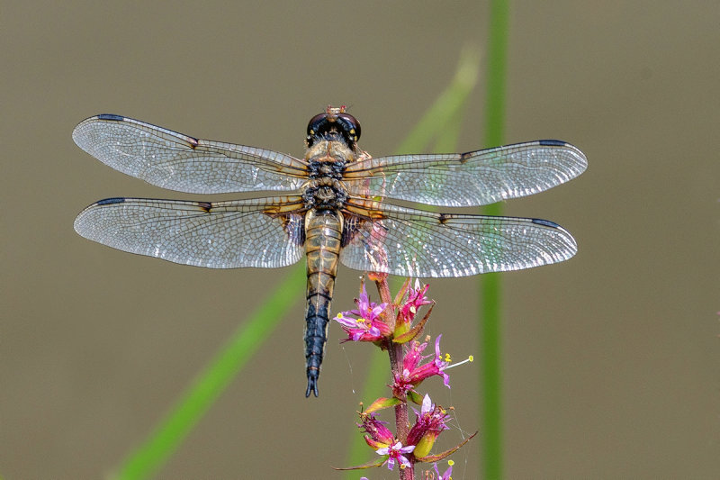 Four spotted Chaser 
